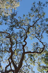 Eukalyptusbaum in Blüte