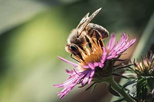 Biene an Blüte