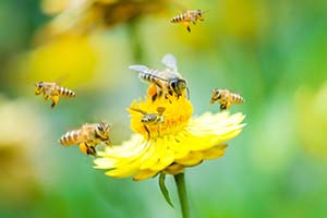 Bienen an Blüte
