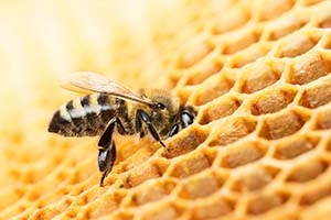 Biene an Bienenwabe