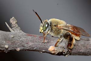Biene auf Ast sitzend