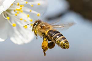 Biene mit Pollenstaub bedeckt an Blüte