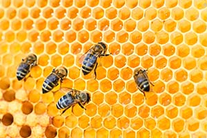 Bienen an Honigwabe