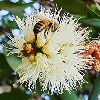 Biene auf Eukalyptusblüte